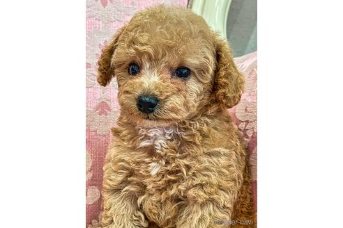 成約済の愛知県のタイニープードル-140062の8枚目